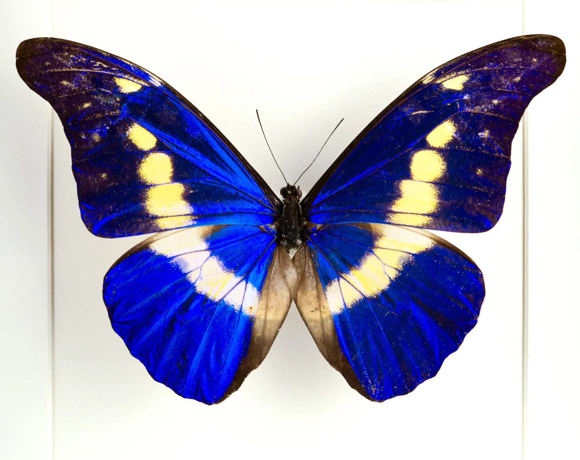 Morpho helena ♂  Schmetterling InsectArt Schmetterling