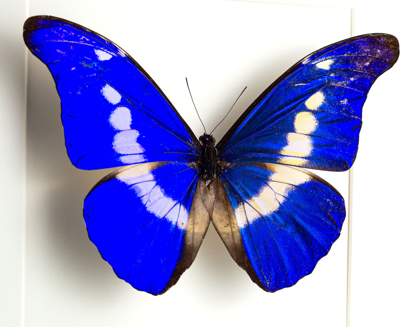 Morpho helena ♂