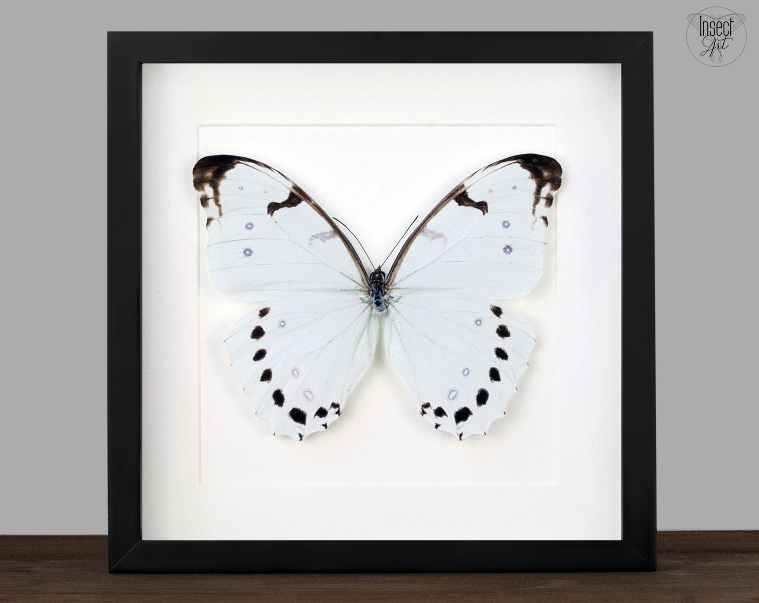 Morpho luna ♂  Schmetterling InsectArt