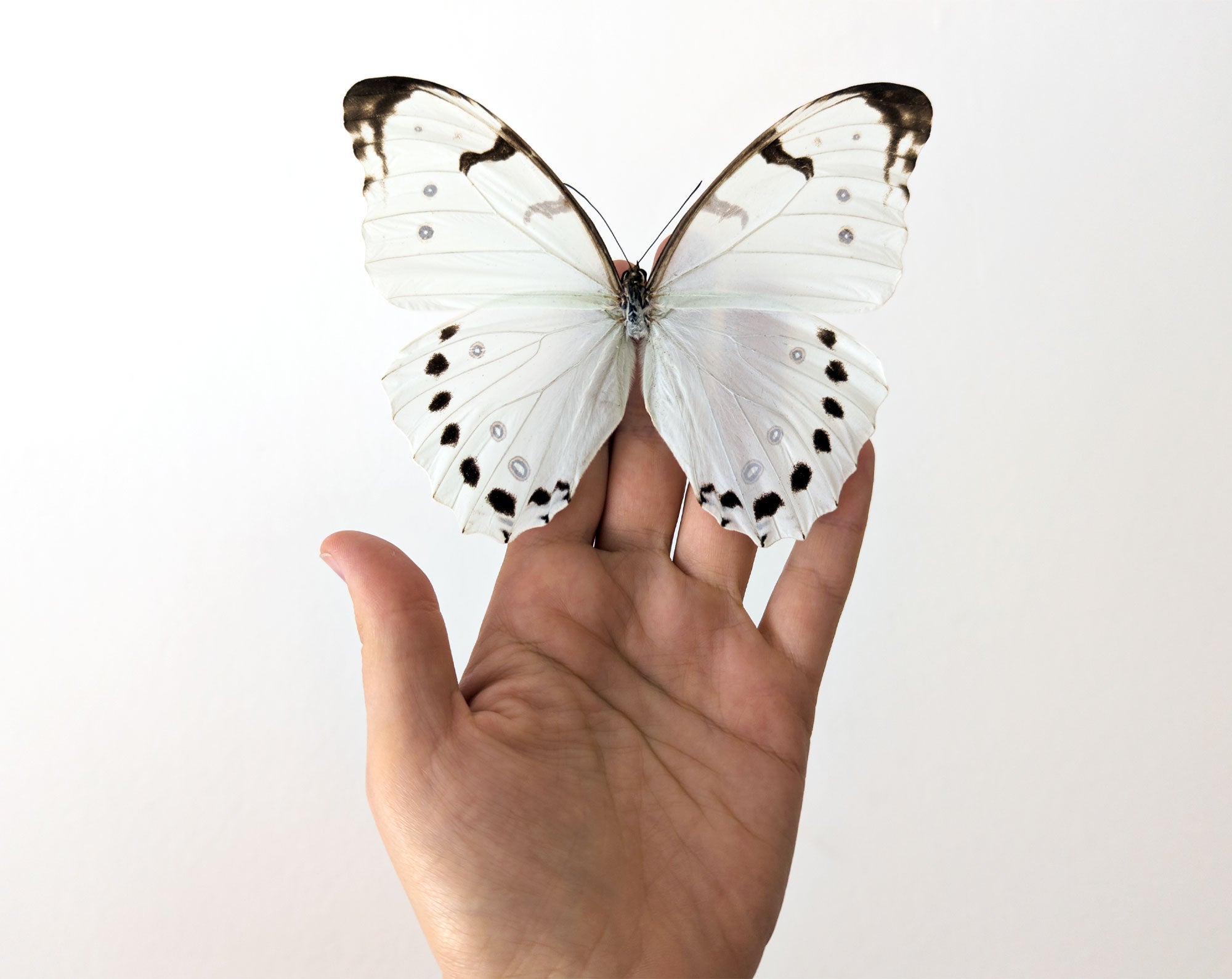 Morpho luna ♂  Schmetterling InsectArt