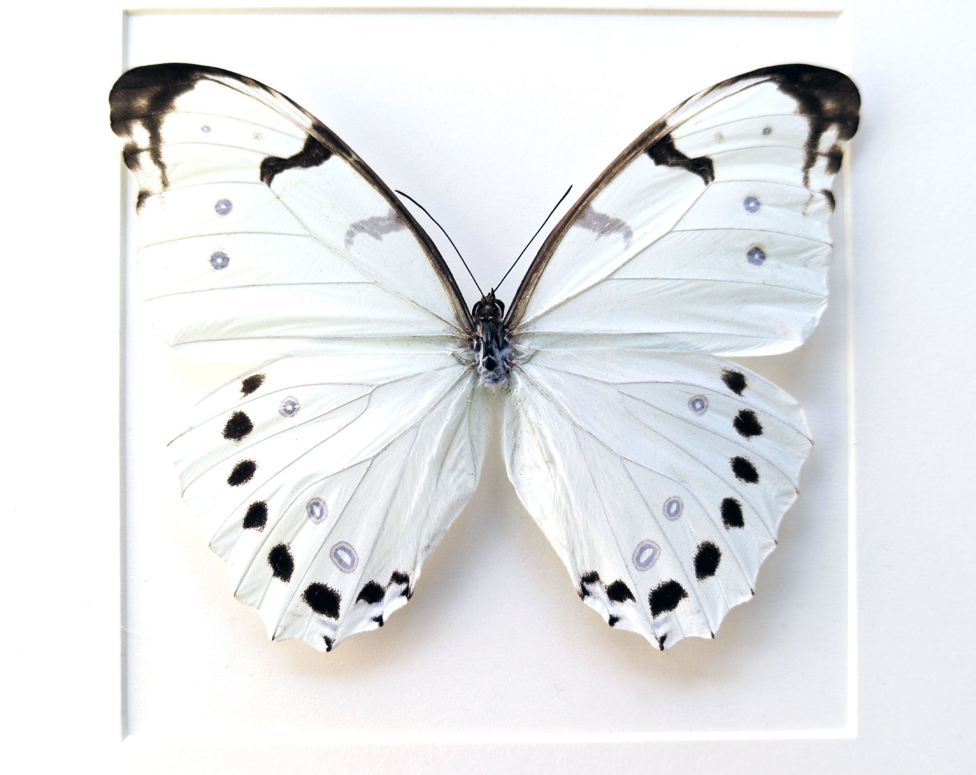 Morpho luna ♂  Schmetterling InsectArt