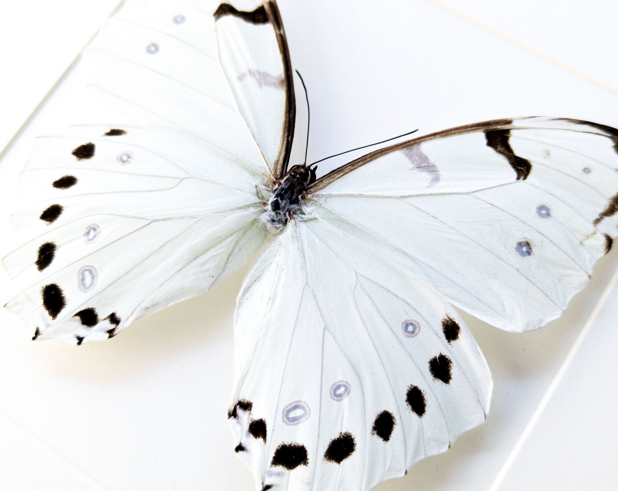 Morpho luna ♂  Schmetterling InsectArt