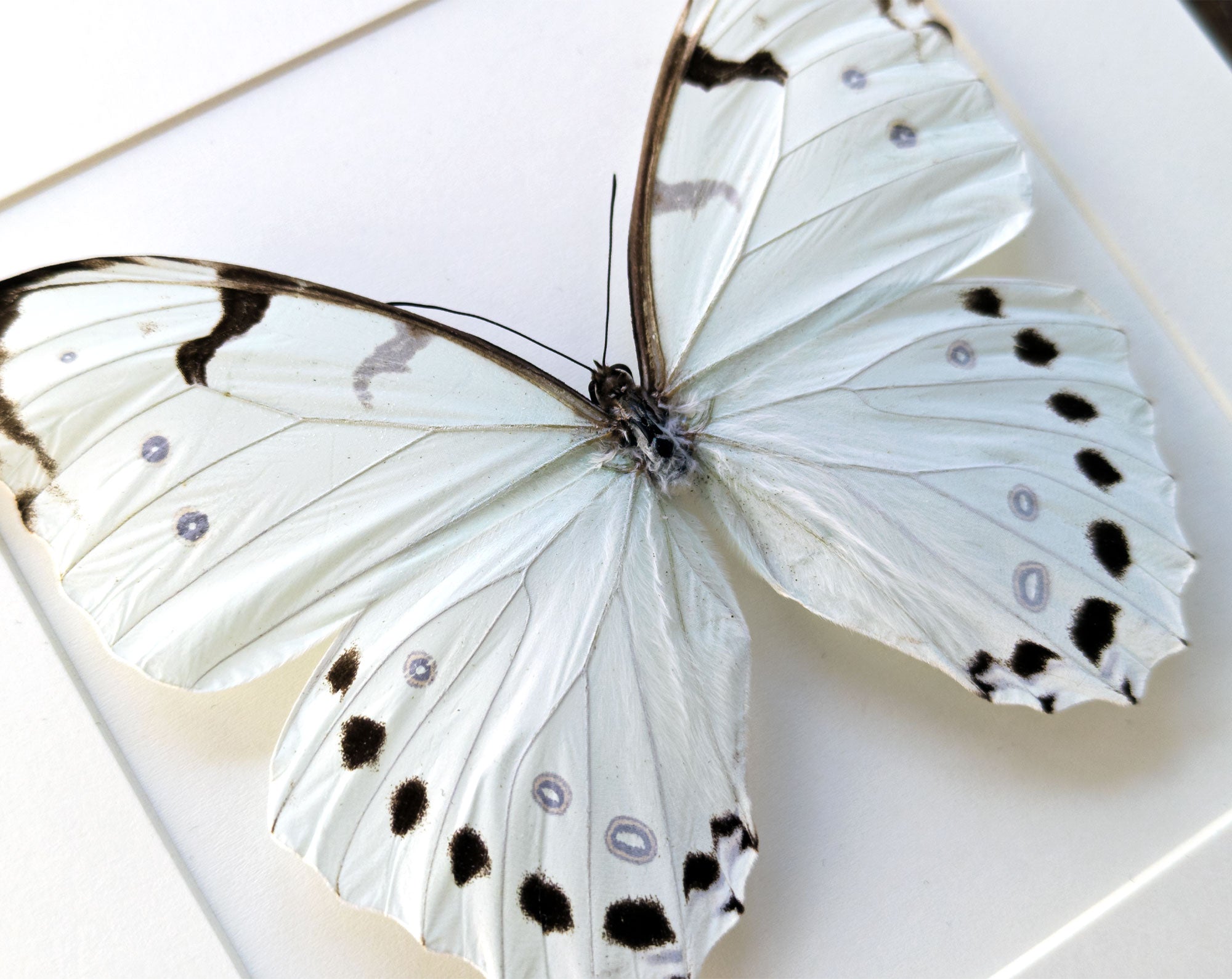 Morpho luna ♂  Schmetterling InsectArt