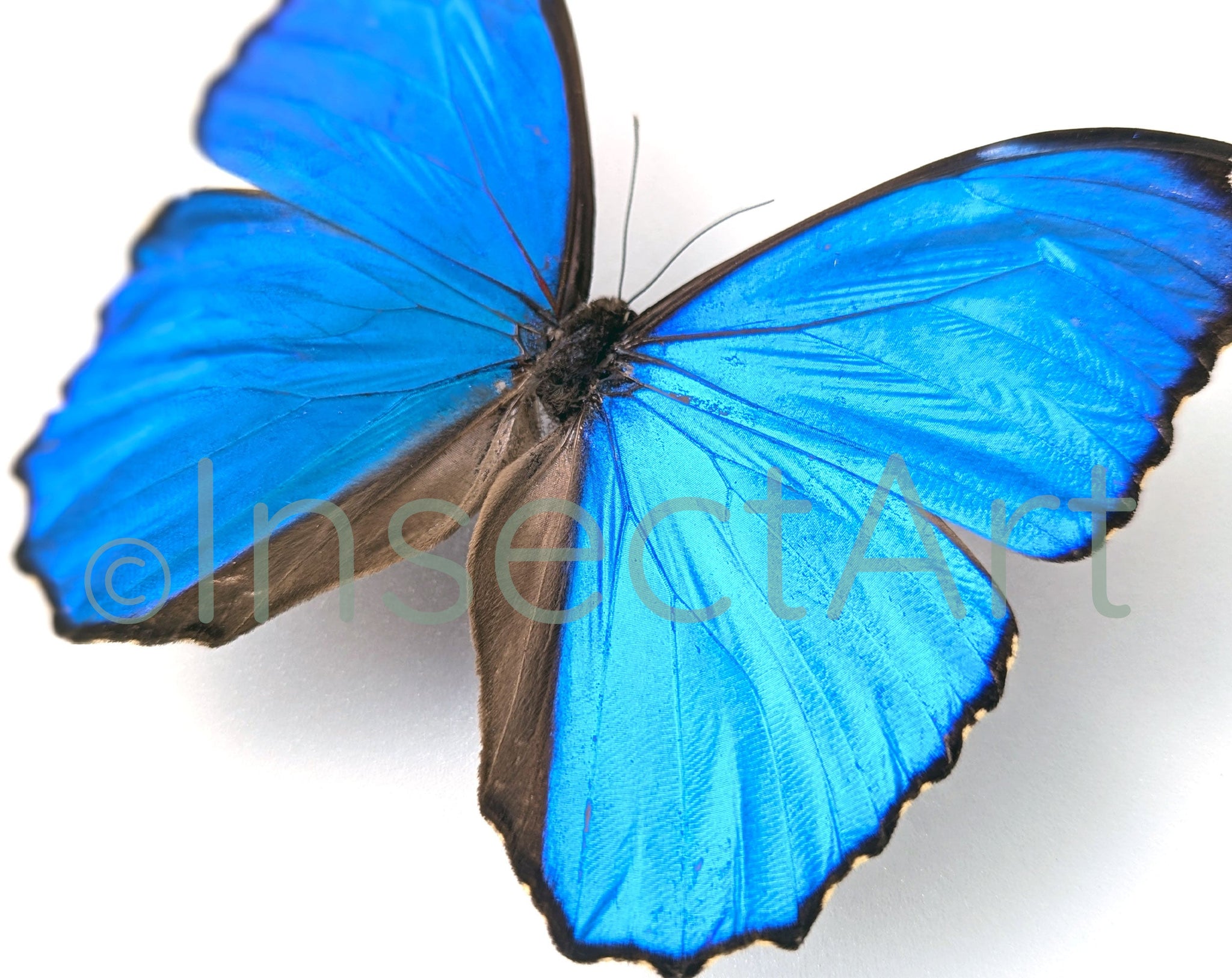 Morpho menelaus ♂  Schmetterling InsectArt