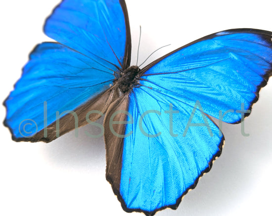 Morpho menelaus ♂