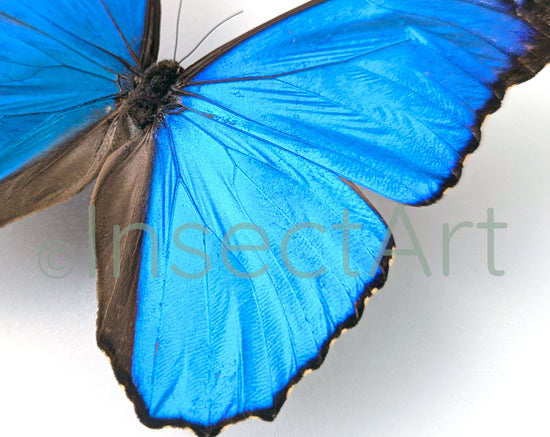 Morpho Ménélas ♂