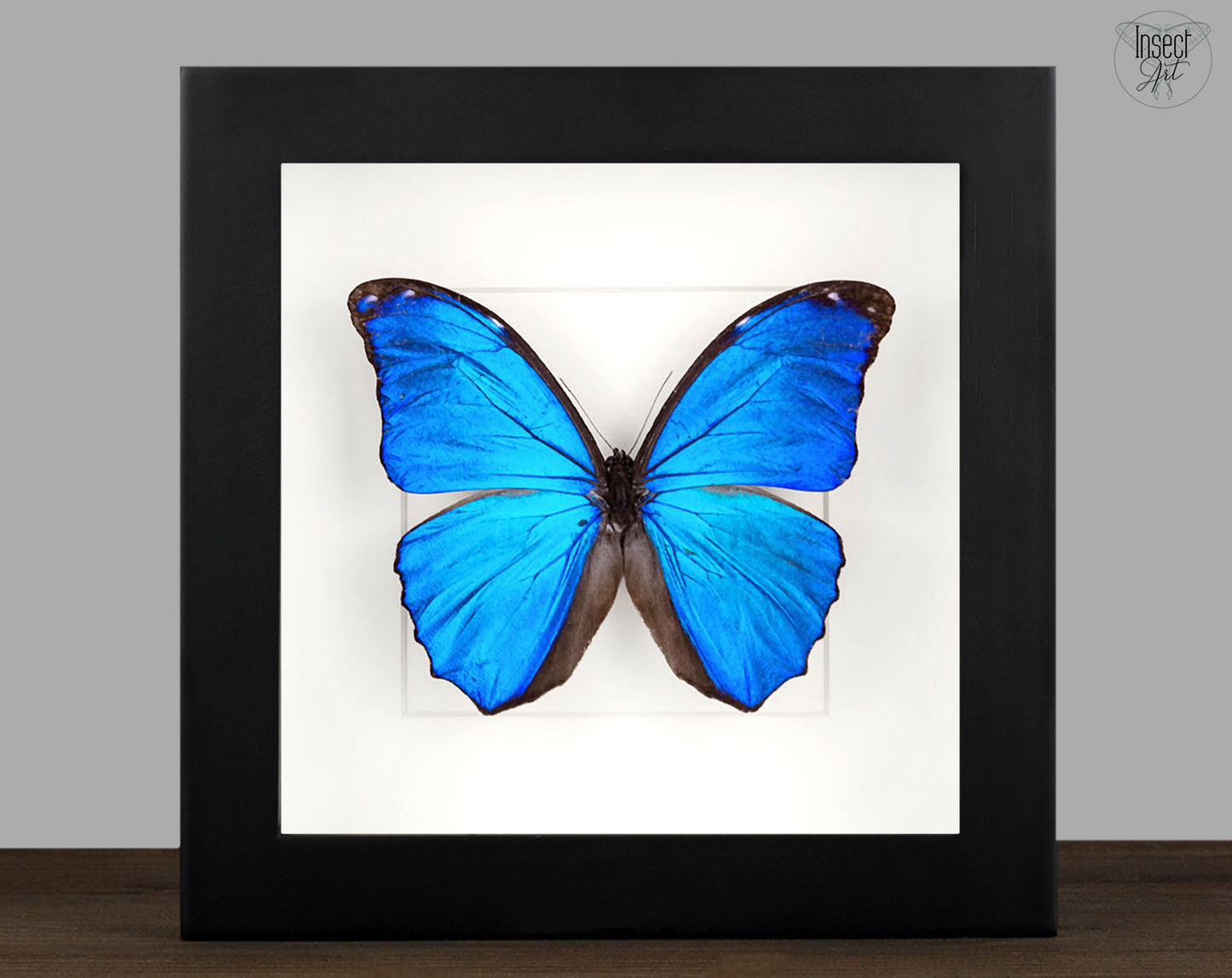 Morpho Ménélas ♂