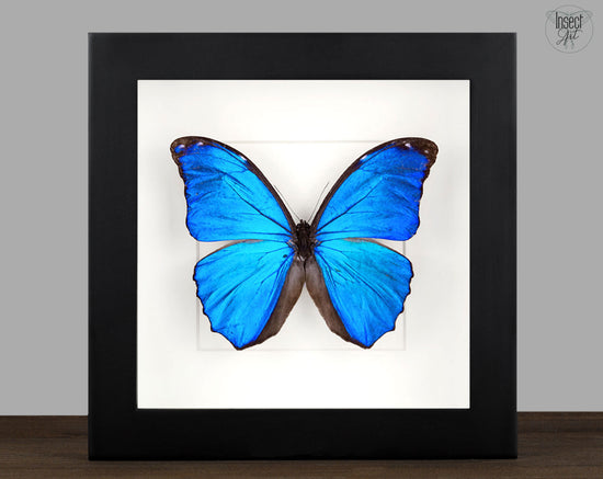 Morpho menelaus ♂