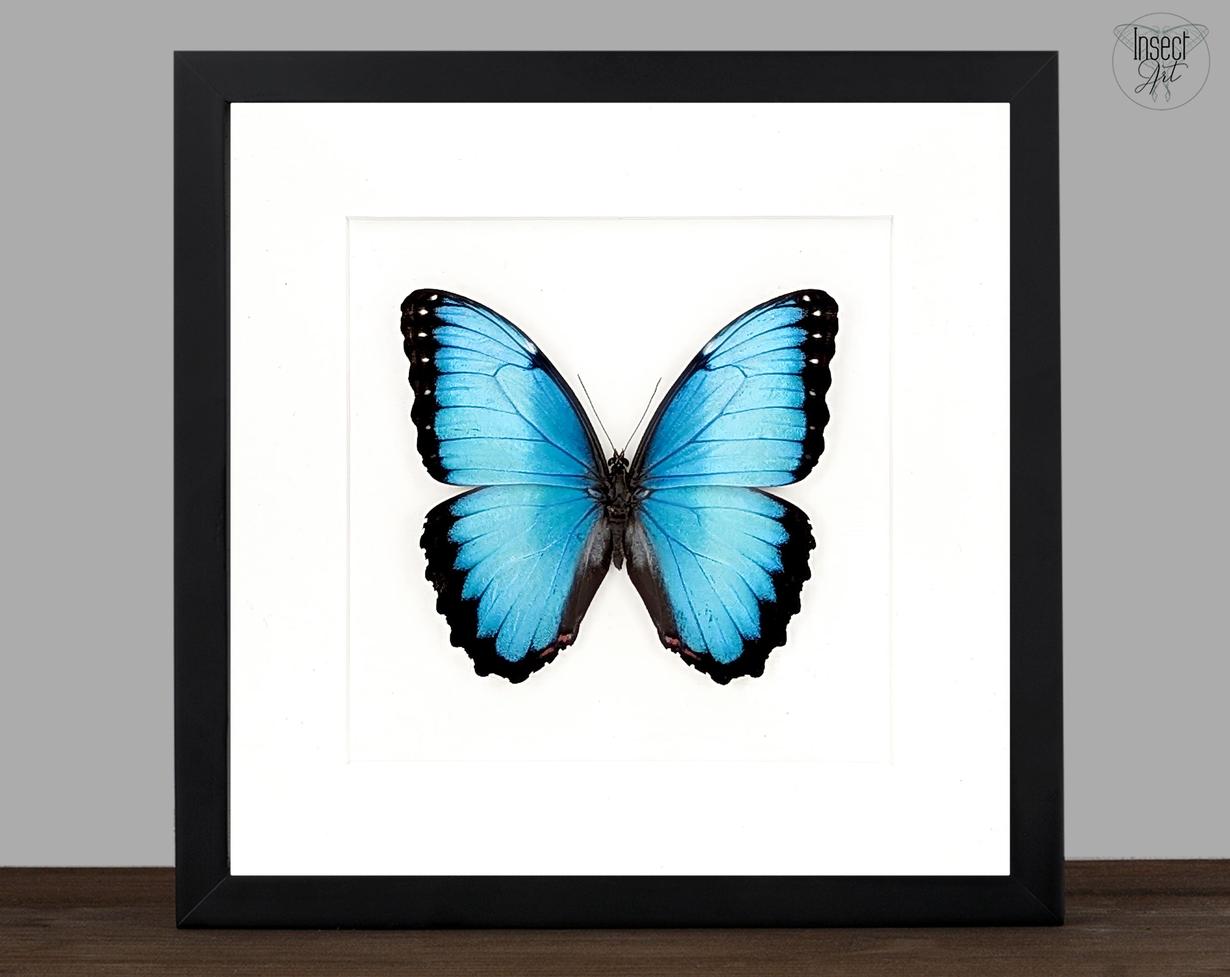 Morpho peleides, blauer Schmetterling im Rahmen