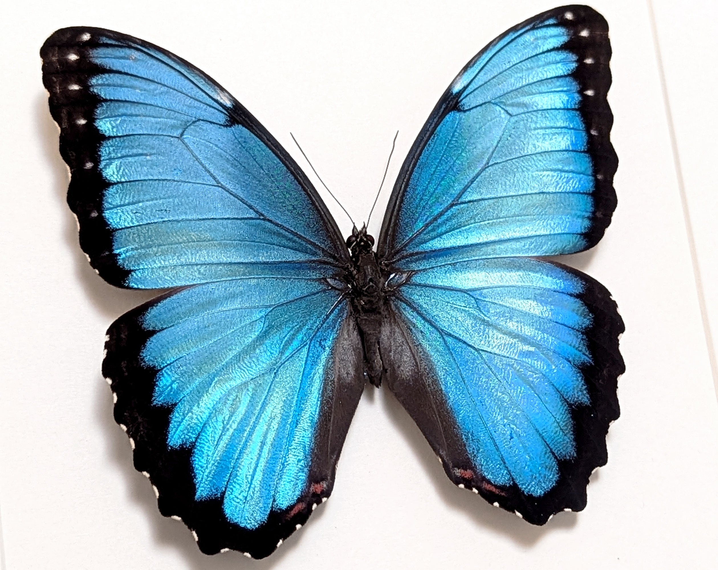Morpho peleides, blauer Schmetterling im Rahmen