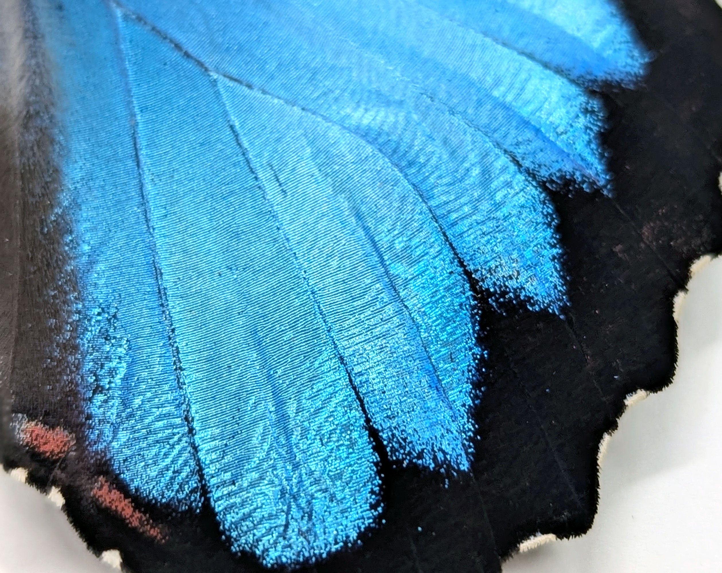 Morpho peleides, blauer Schmetterling im Rahmen