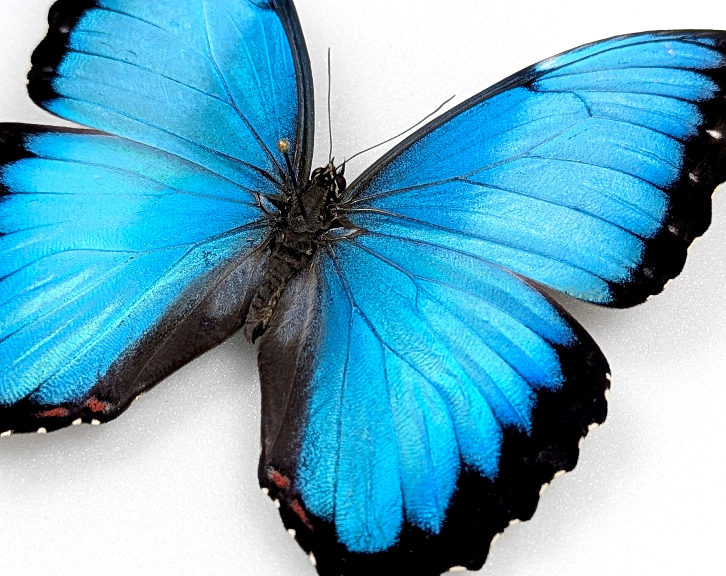 Morpho peleides, blauer Schmetterling im Rahmen