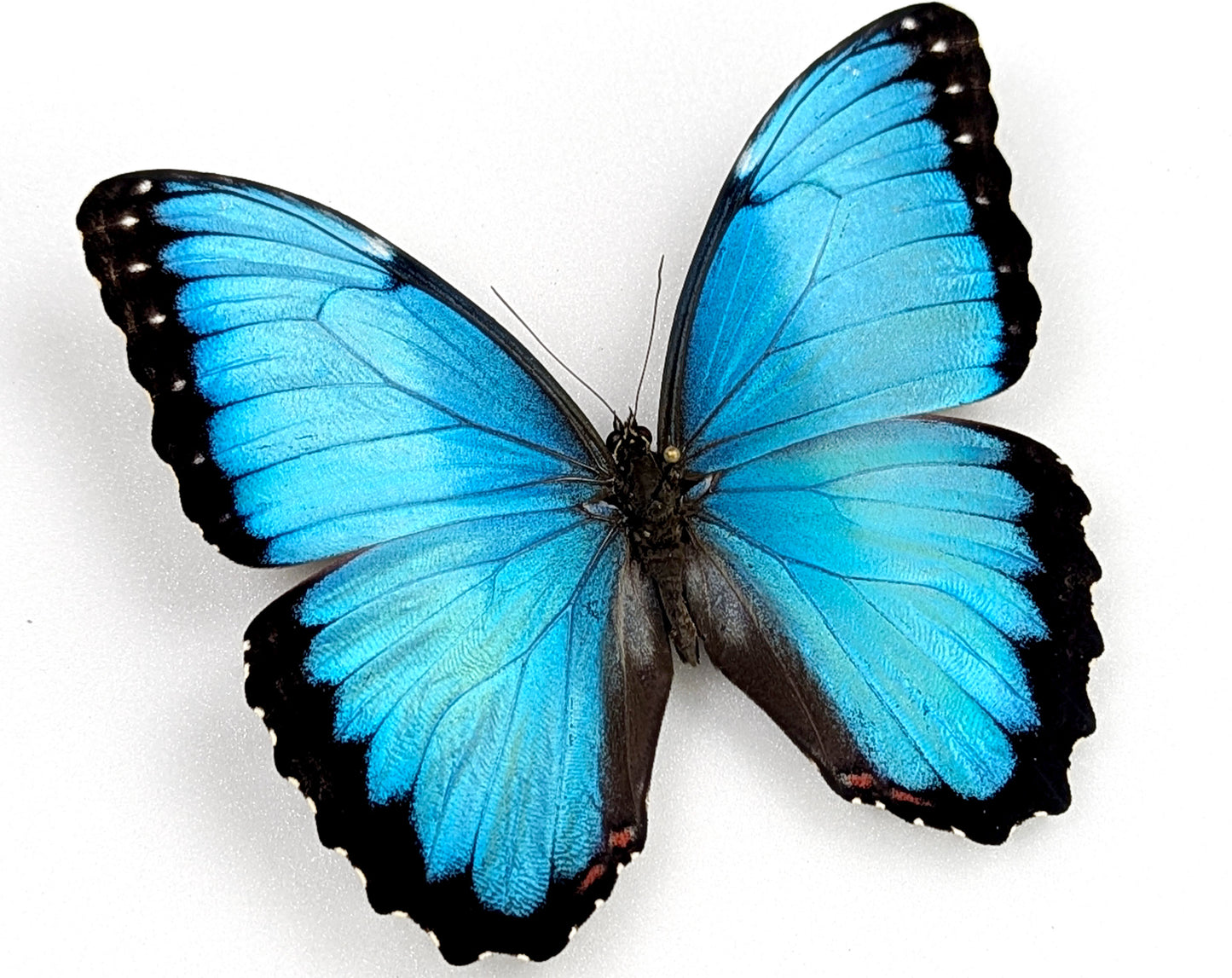 Morpho peleides, blauer Schmetterling im Rahmen