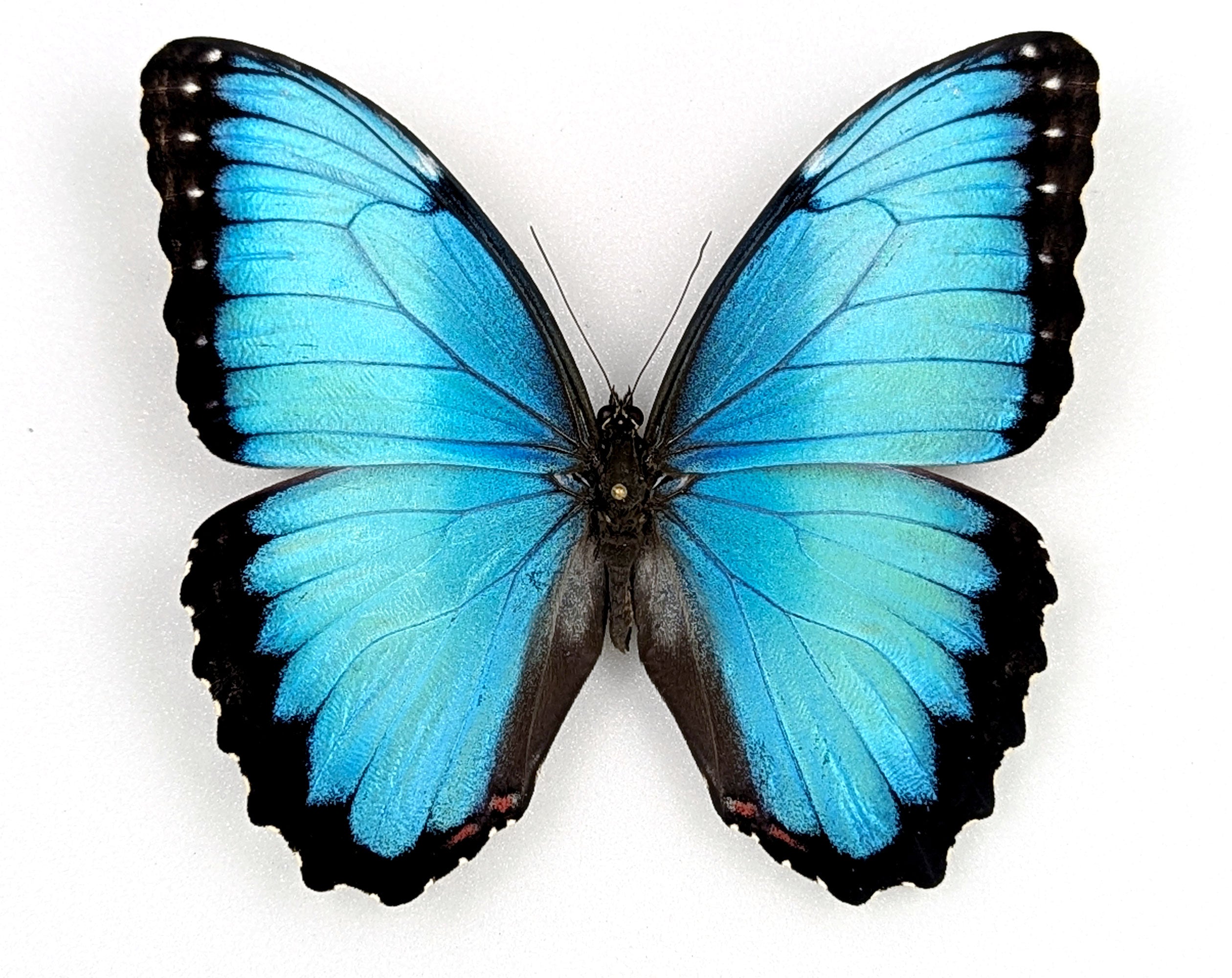 Morpho peleides, blauer Schmetterling im Rahmen