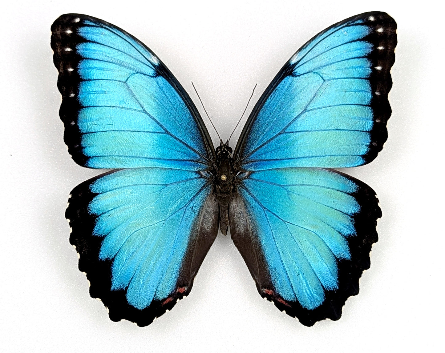 Morpho peleides, blauer Schmetterling im Rahmen