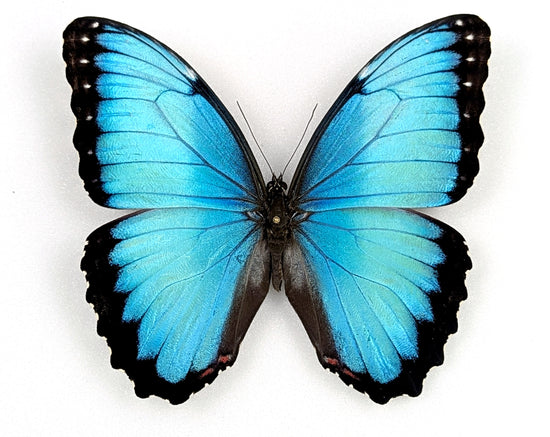 Morpho peleides, blauer Schmetterling im Rahmen