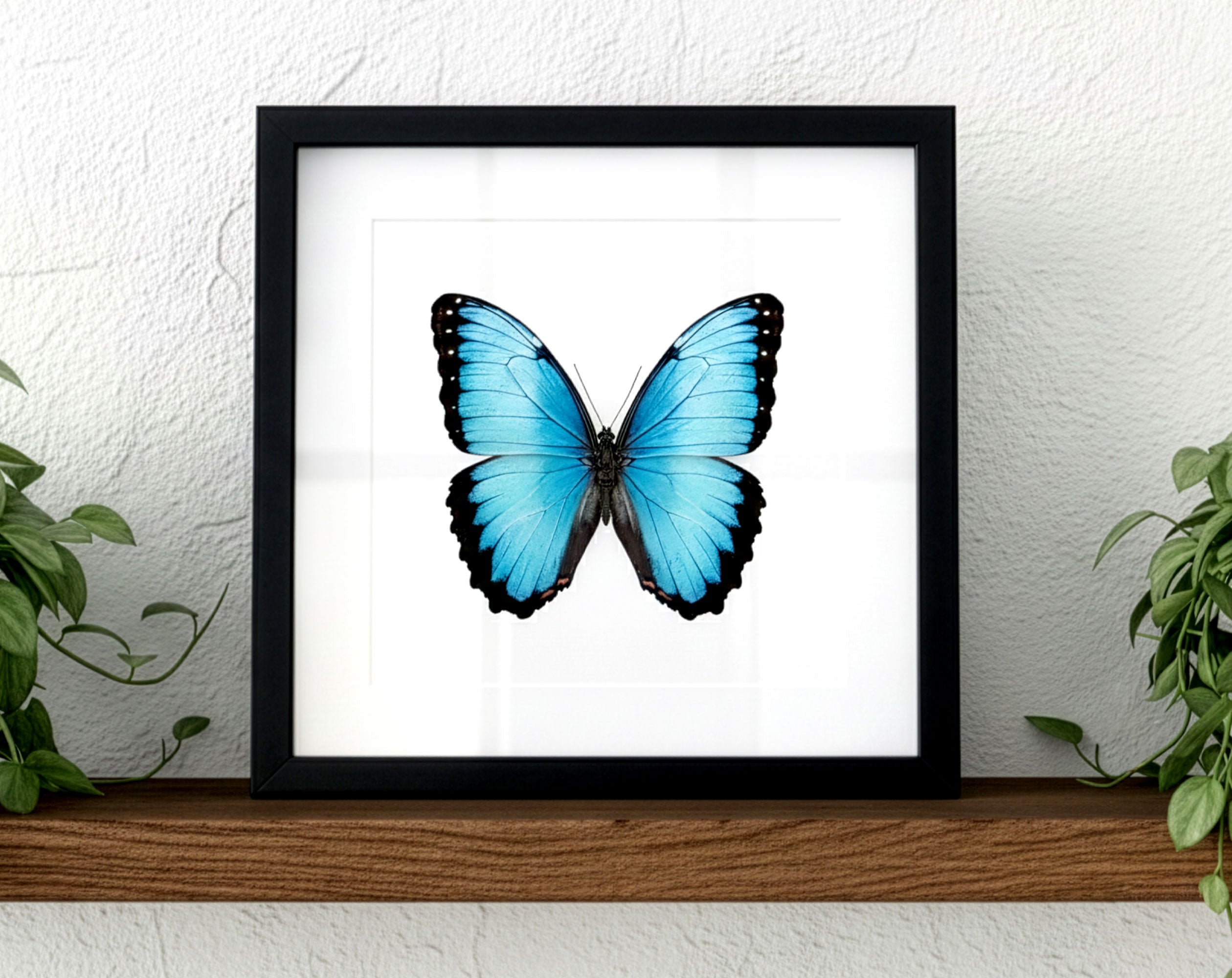 Morpho peleides, blauer Schmetterling im Rahmen