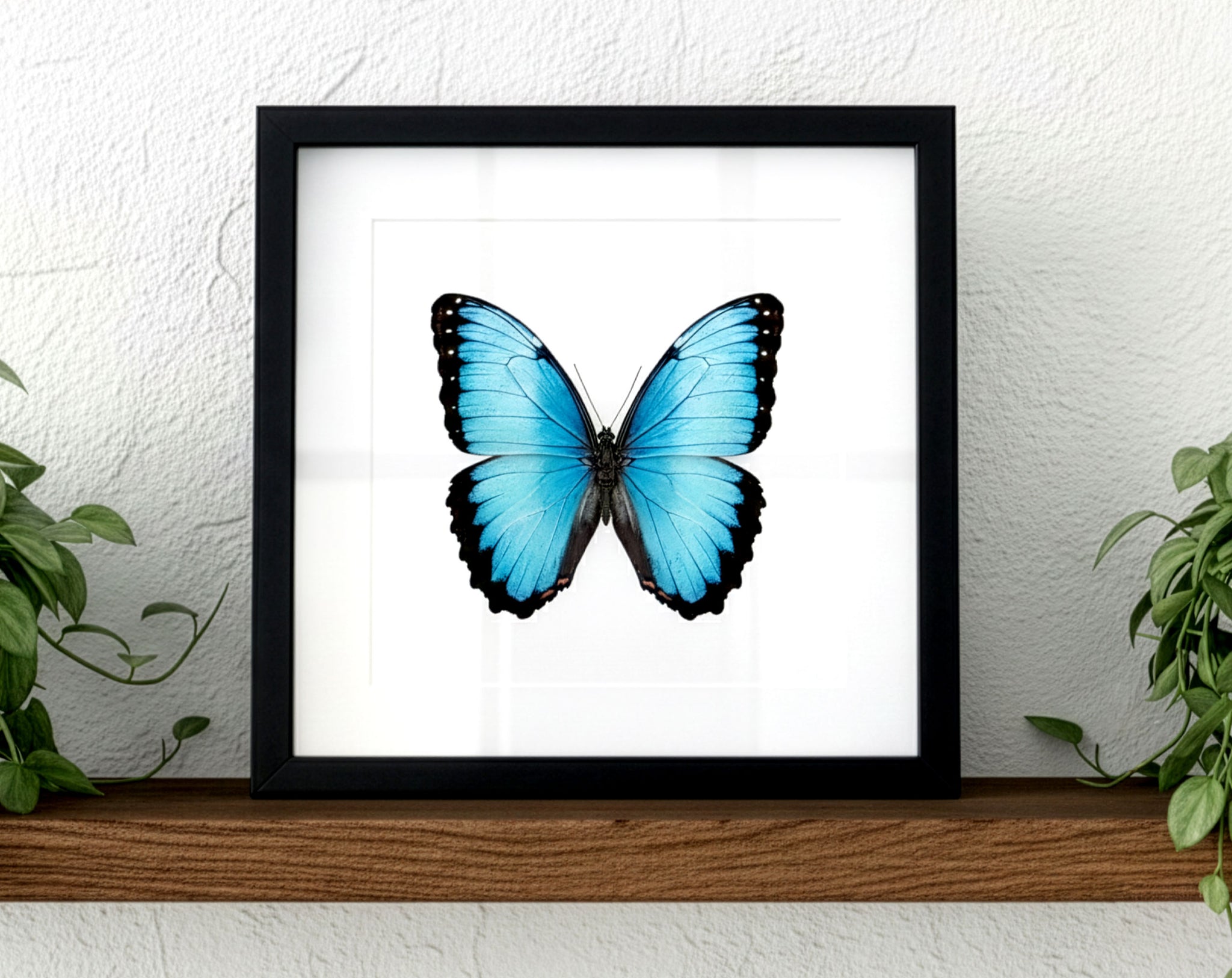 Morpho peleides, blauer Schmetterling im Rahmen