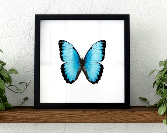 Morpho peleides, blauer Schmetterling im Rahmen