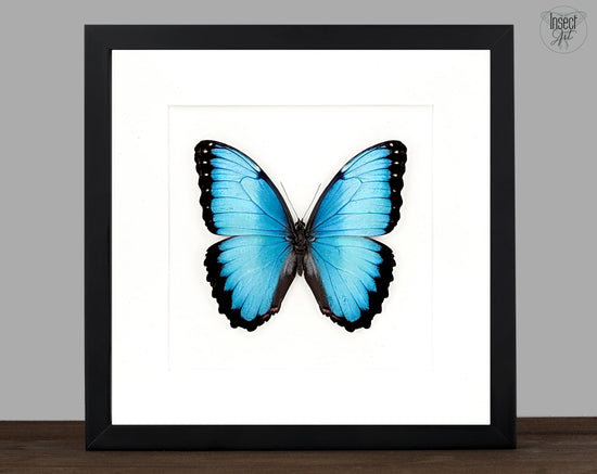 Morpho peleides, blauer Schmetterling im Rahmen