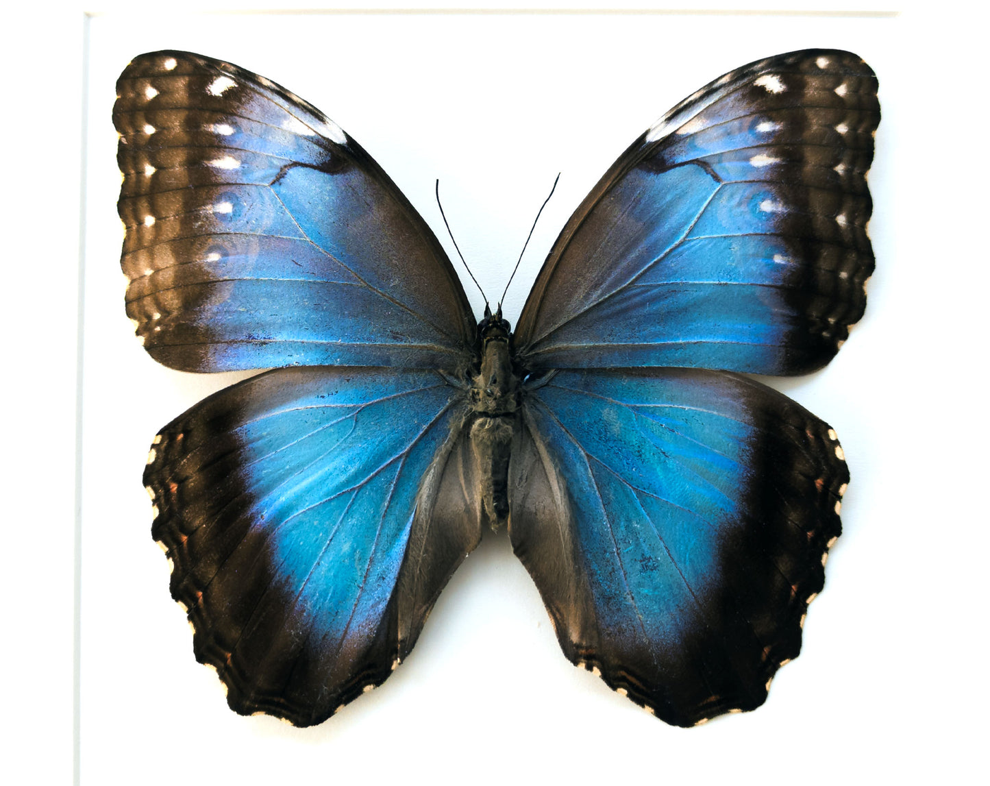 Morpho helenor ♀