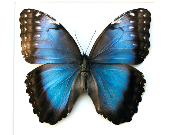 Morpho Helenor ♀