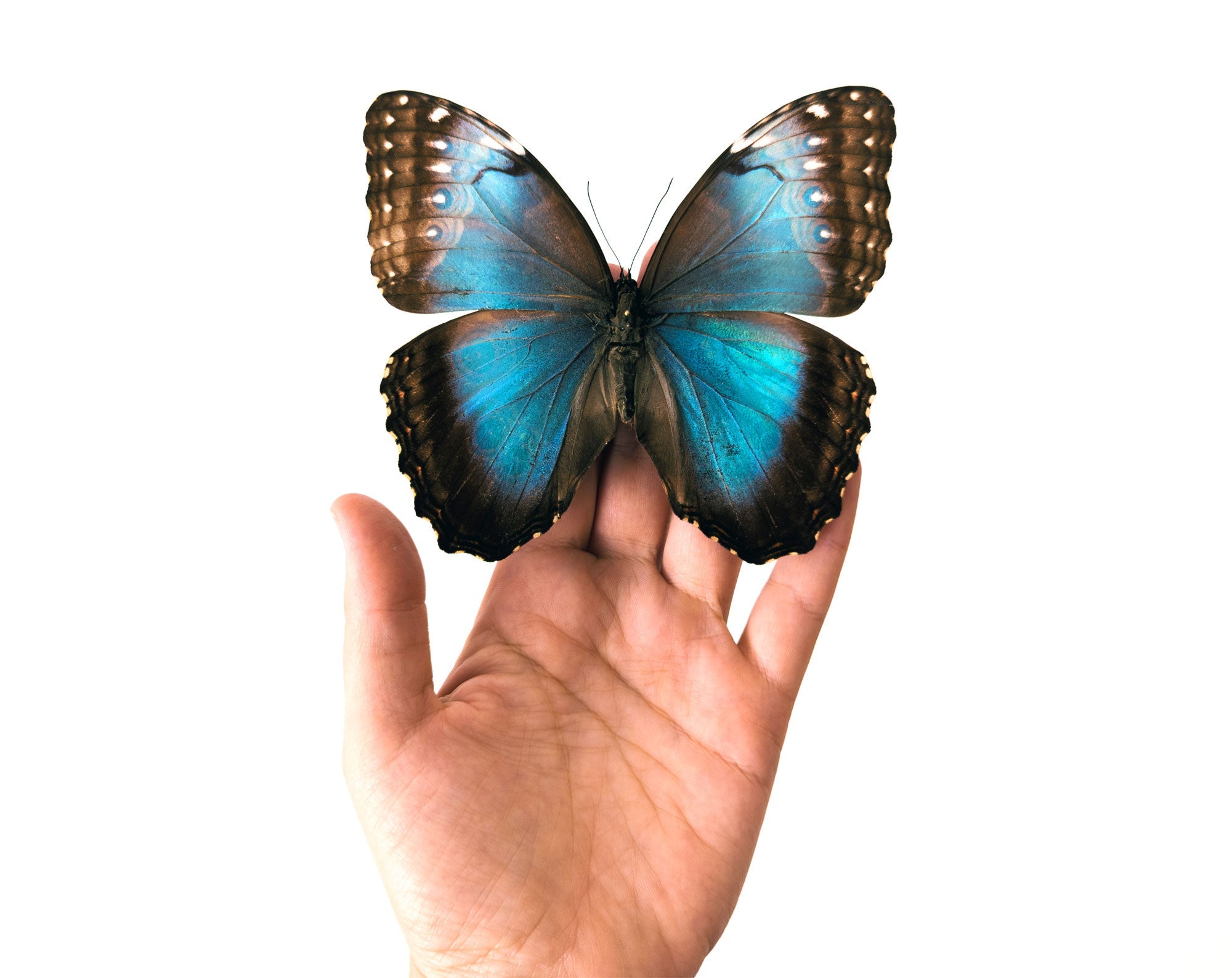Morpho helenor ♀  Schmetterling InsectArt