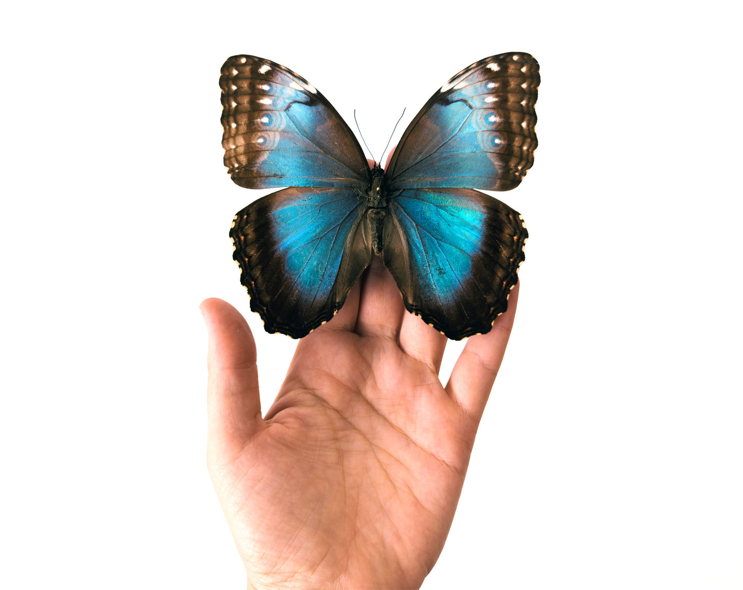 Morpho helenor ♀