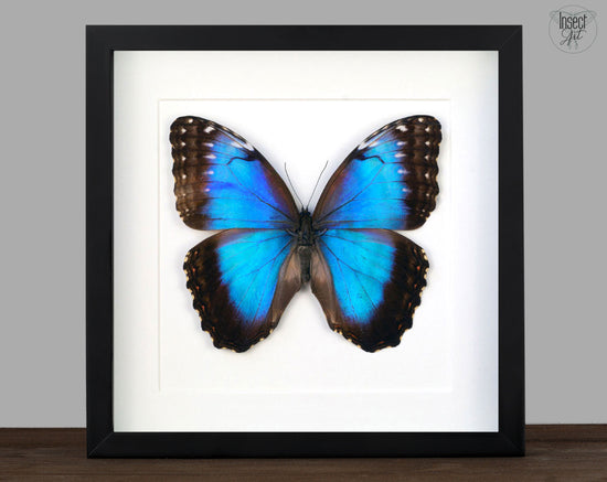 Morpho helenor ♀