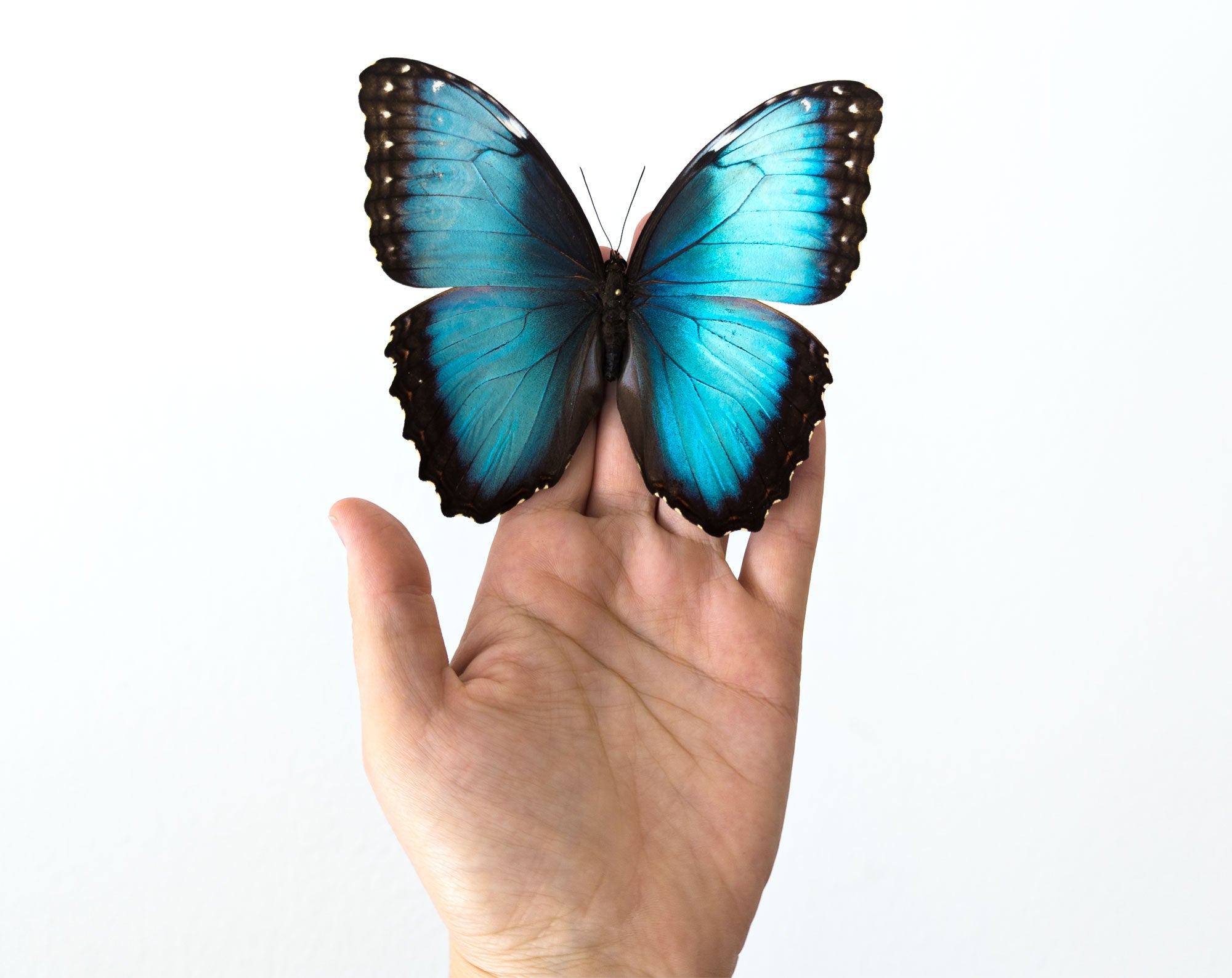 Morpho helenor ♂  Schmetterling InsectArt
