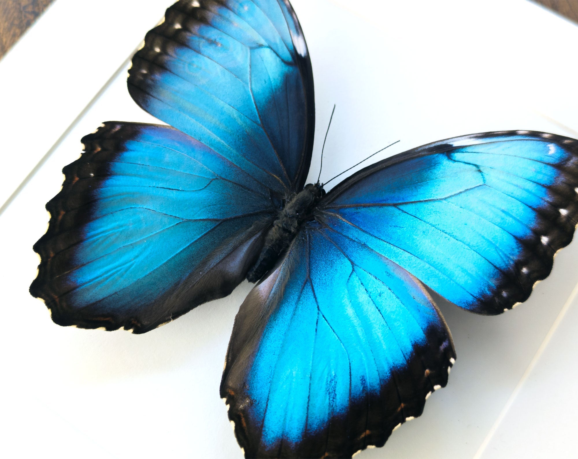Morpho helenor ♂  Schmetterling InsectArt