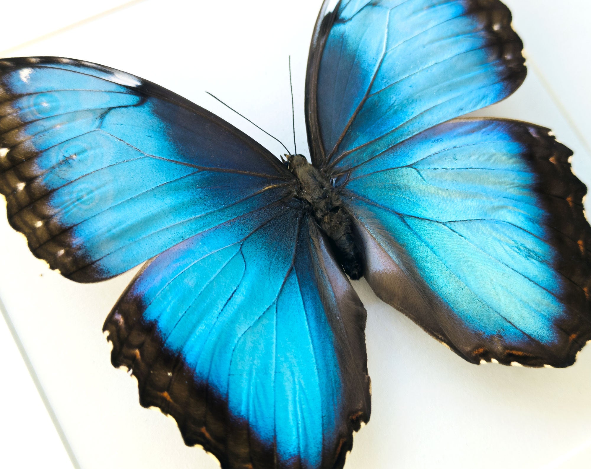 Morpho helenor ♂  Schmetterling InsectArt