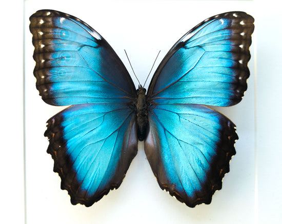 Morpho Hélénor ♂