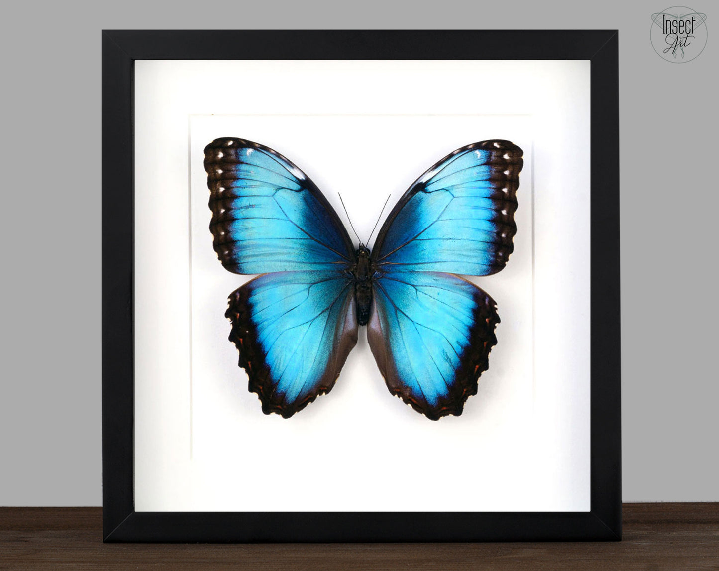 Morpho Helenor ♂