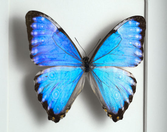 Morpho portis ♂