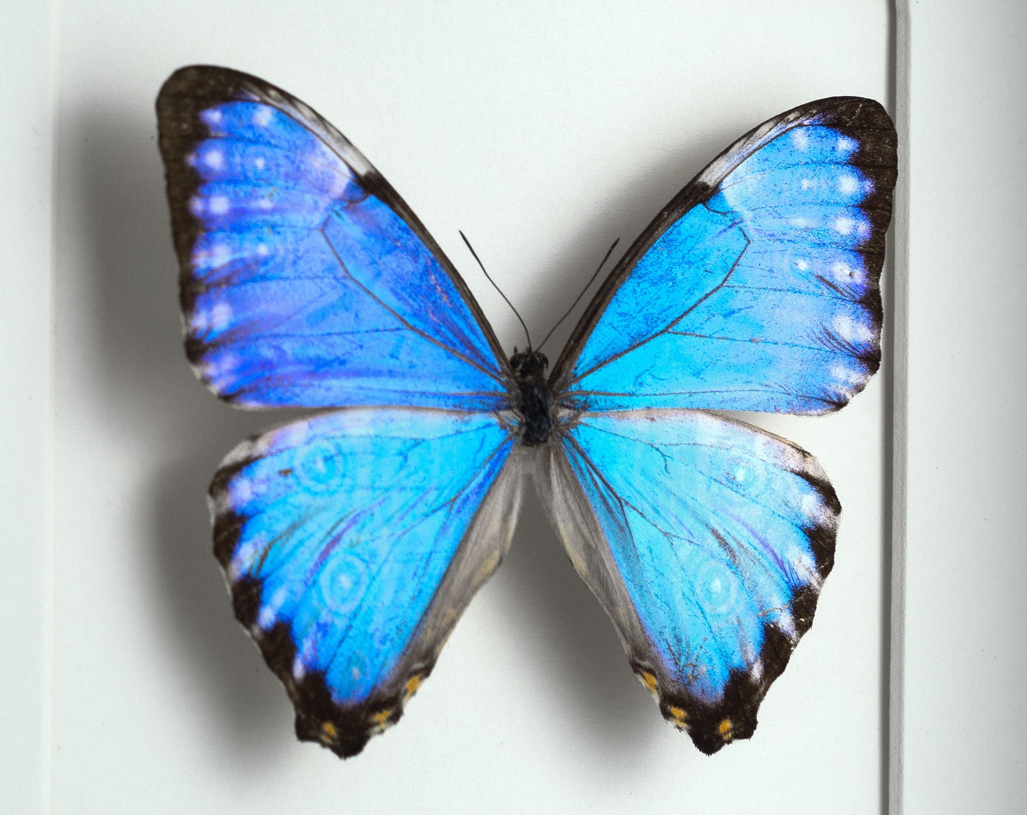 Morpho portis ♂  Schmetterling InsectArt