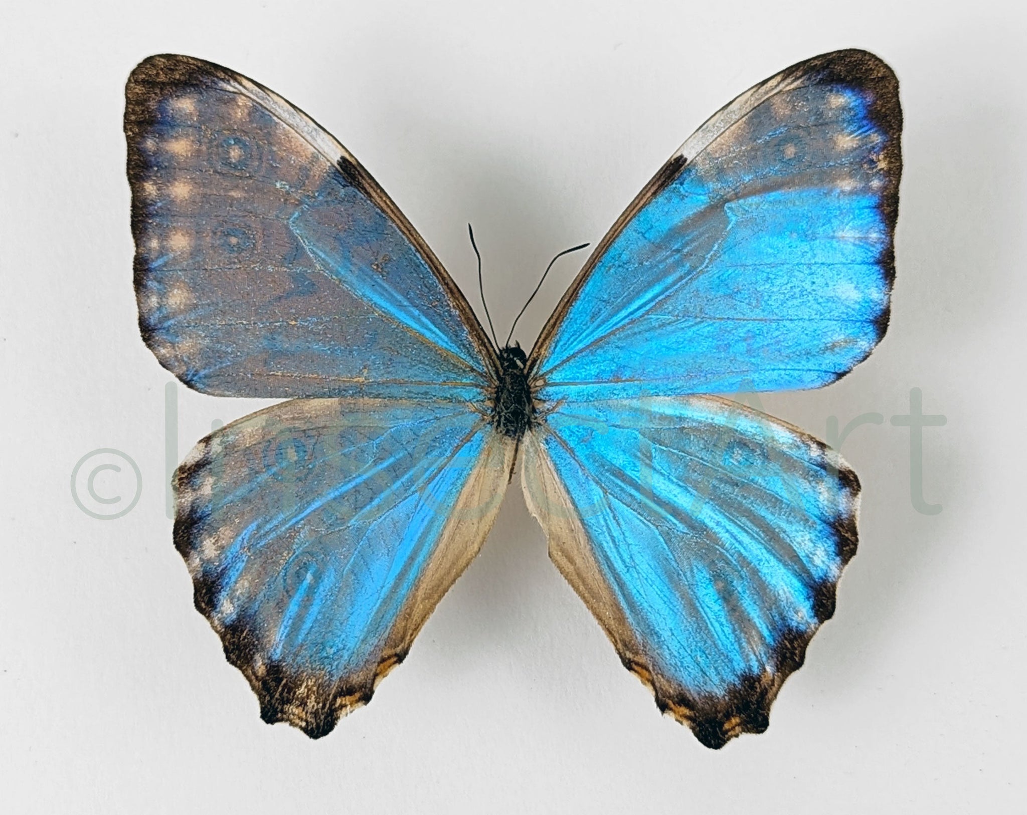 Morpho portis ♂  Schmetterling InsectArt