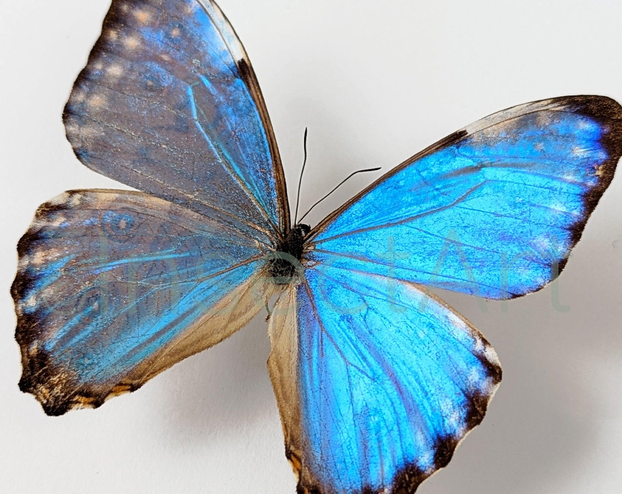 Morpho portis ♂  Schmetterling InsectArt