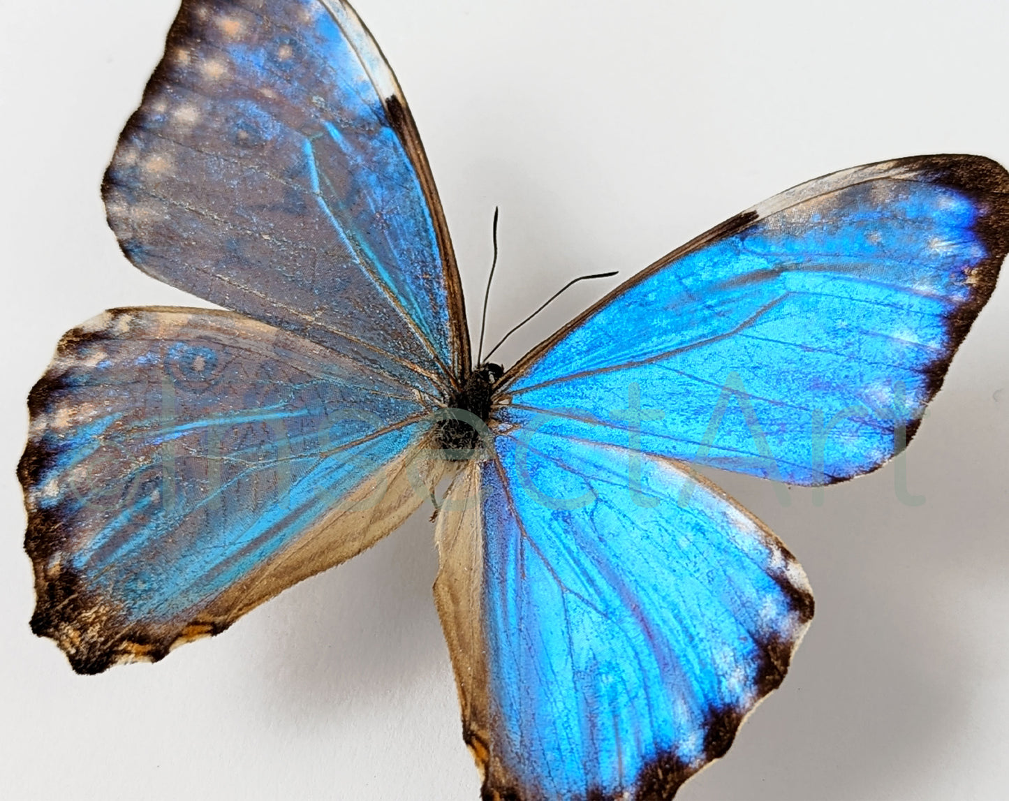 Morpho portis ♂