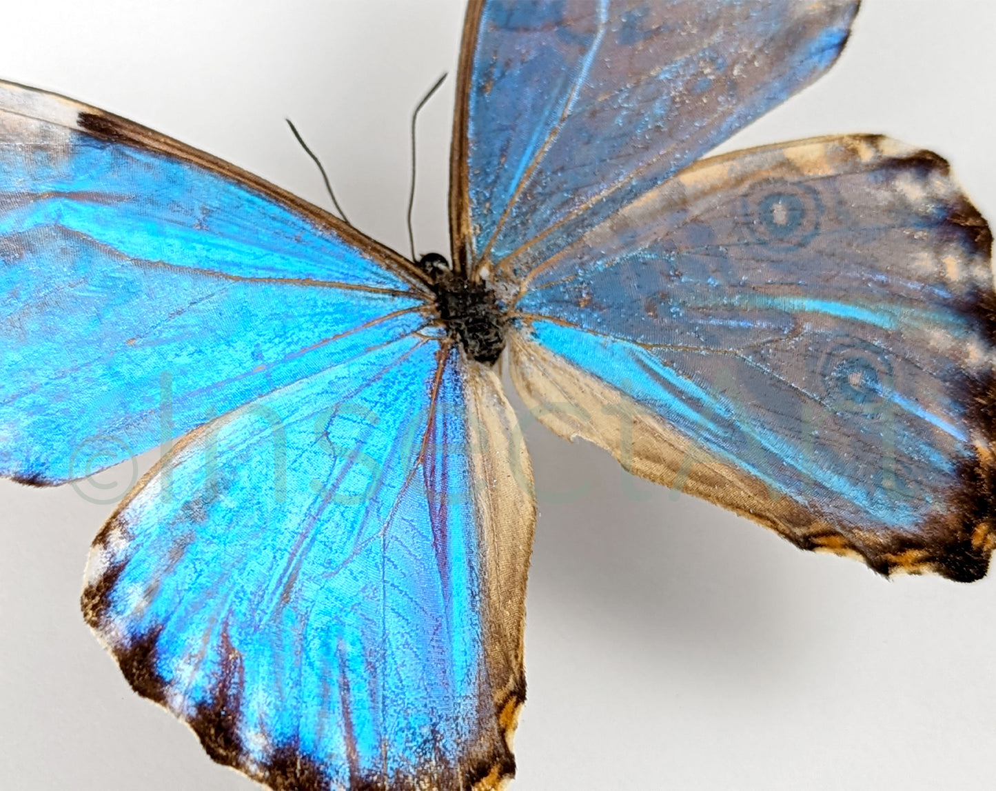 Morpho portis ♂