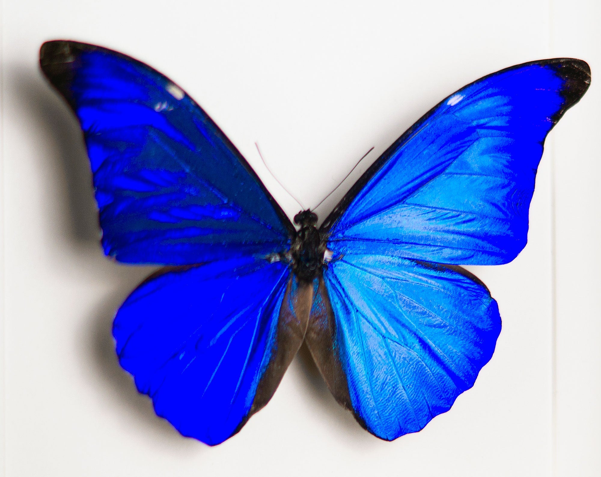 Morpho rhetenor ♂  Schmetterling InsectArt