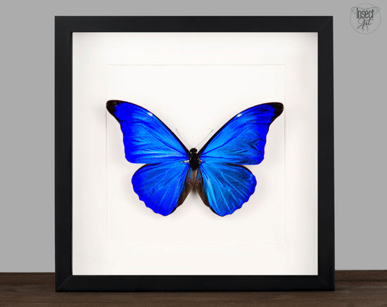 Morpho rhénor ♂