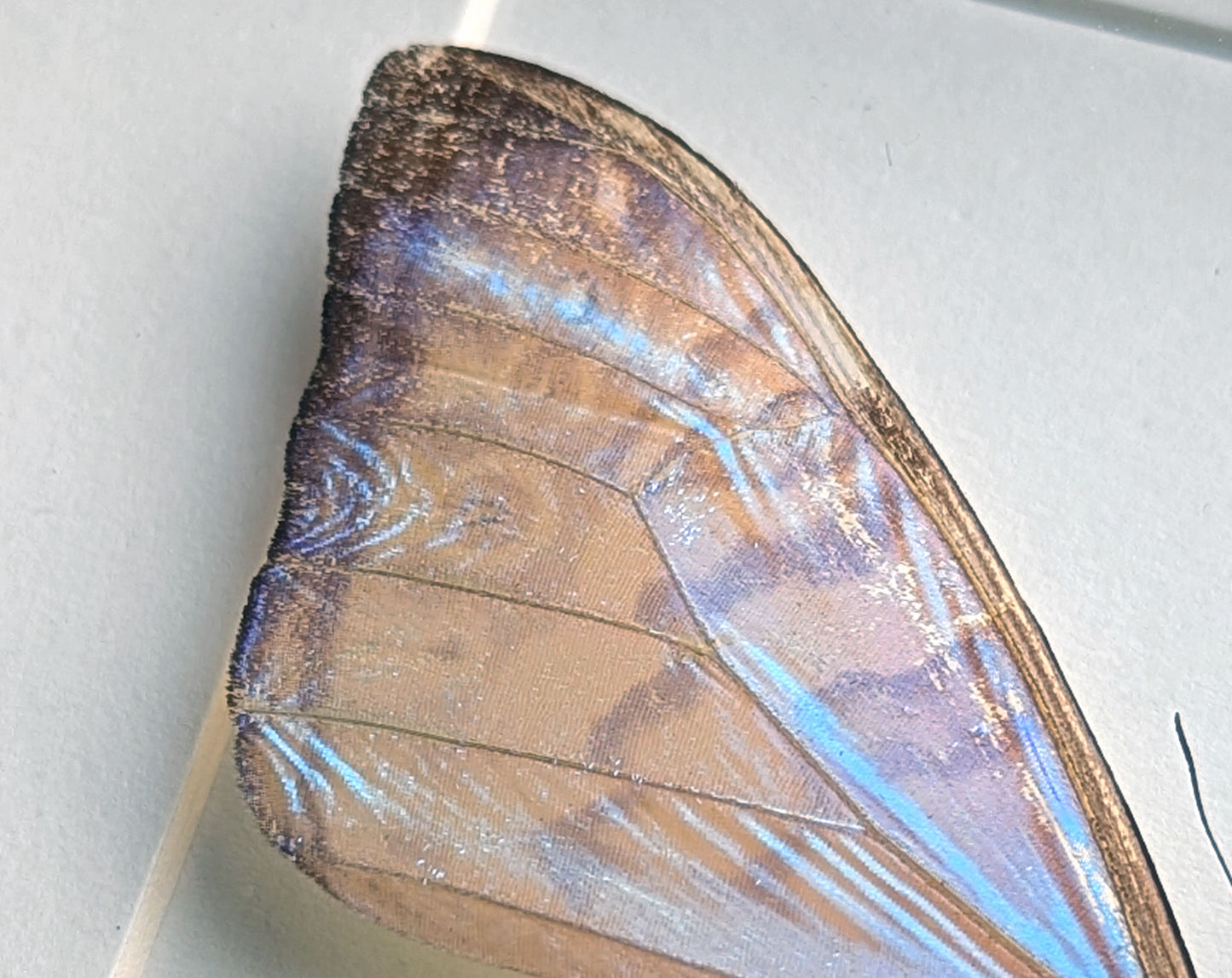 Morpho sulkowskyi Männchen, präparierter Schmetterling im Rahmen