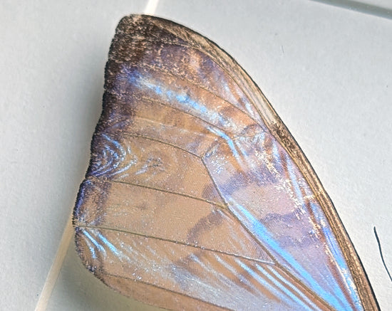 Morpho sulkowskyi Männchen, präparierter Schmetterling im Rahmen