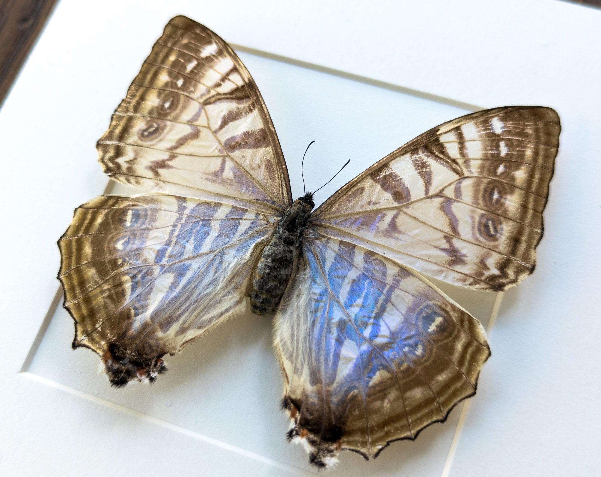 Morpho sulkowsky ♀  Schmetterling InsectArt