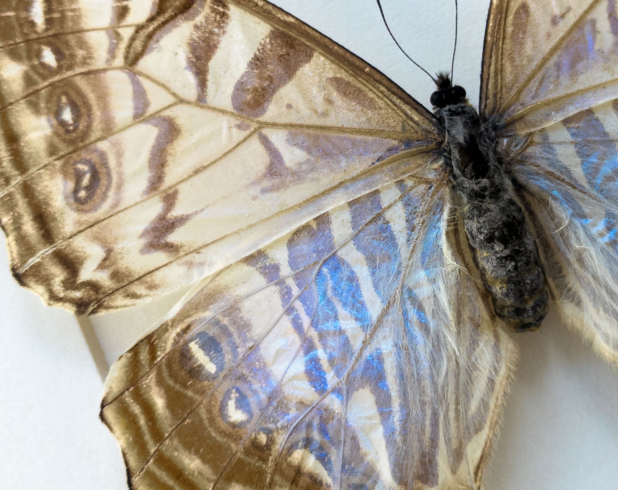 Morpho sulkowsky ♀  Schmetterling InsectArt