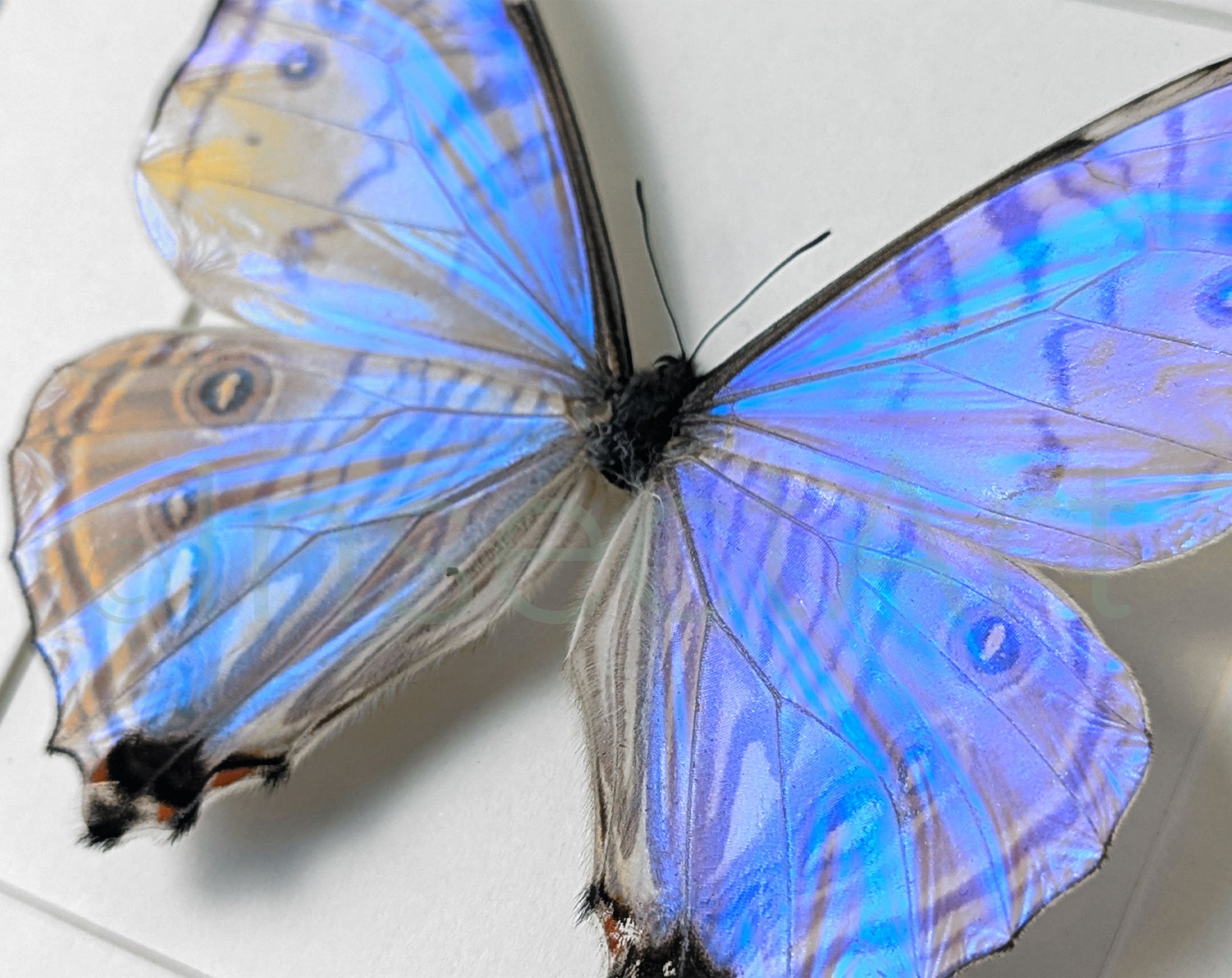 Morpho sulkowskyi ♂  Schmetterling InsectArt