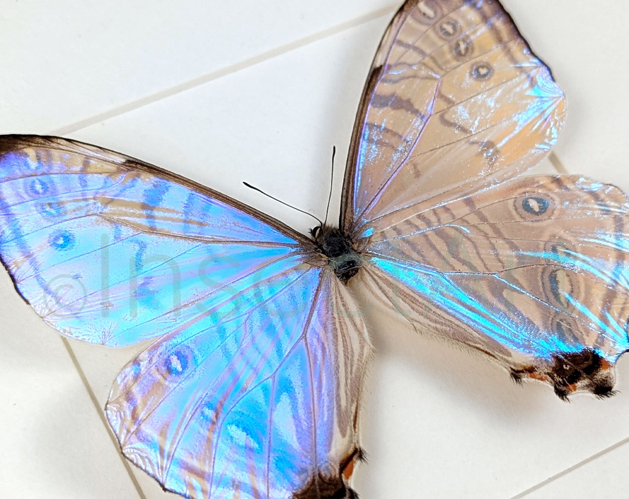 Morpho sulkowskyi ♂  Schmetterling InsectArt