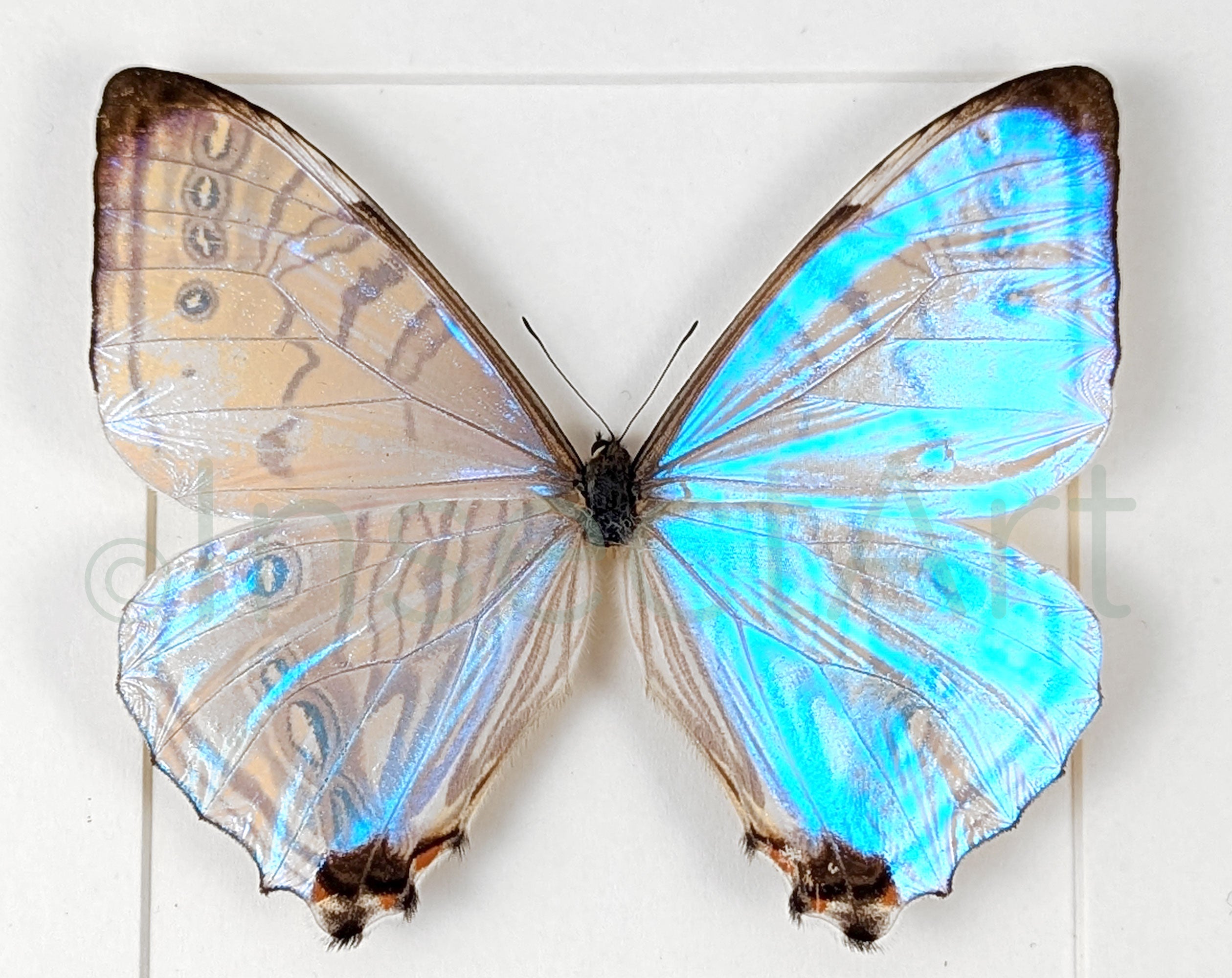 Morpho sulkowskyi ♂  Schmetterling InsectArt