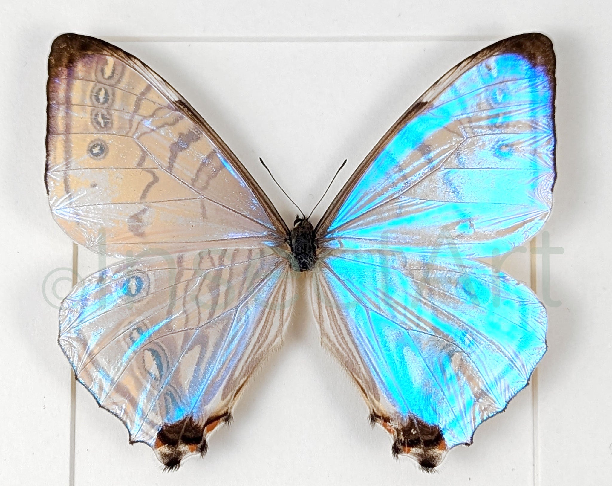 Morpho sulkowskyi ♂  Schmetterling InsectArt